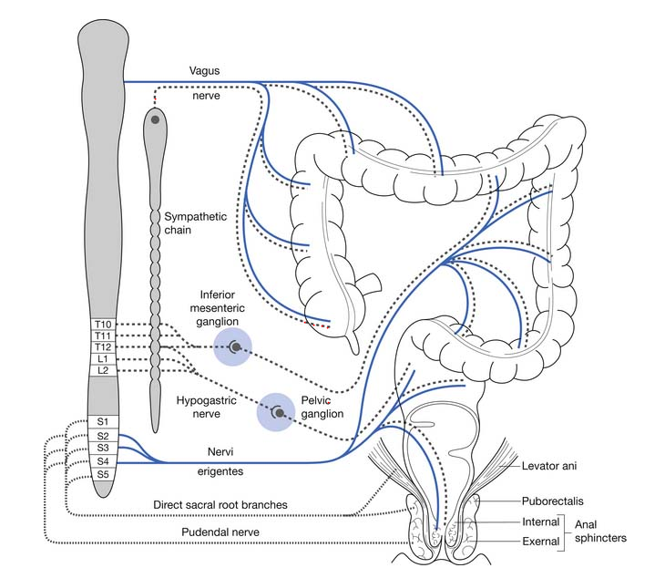 BOWEL INNERVATION. 